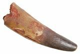 Real Fossil Spinosaurus Tooth - Large Dinosaur Tooth #360444-1